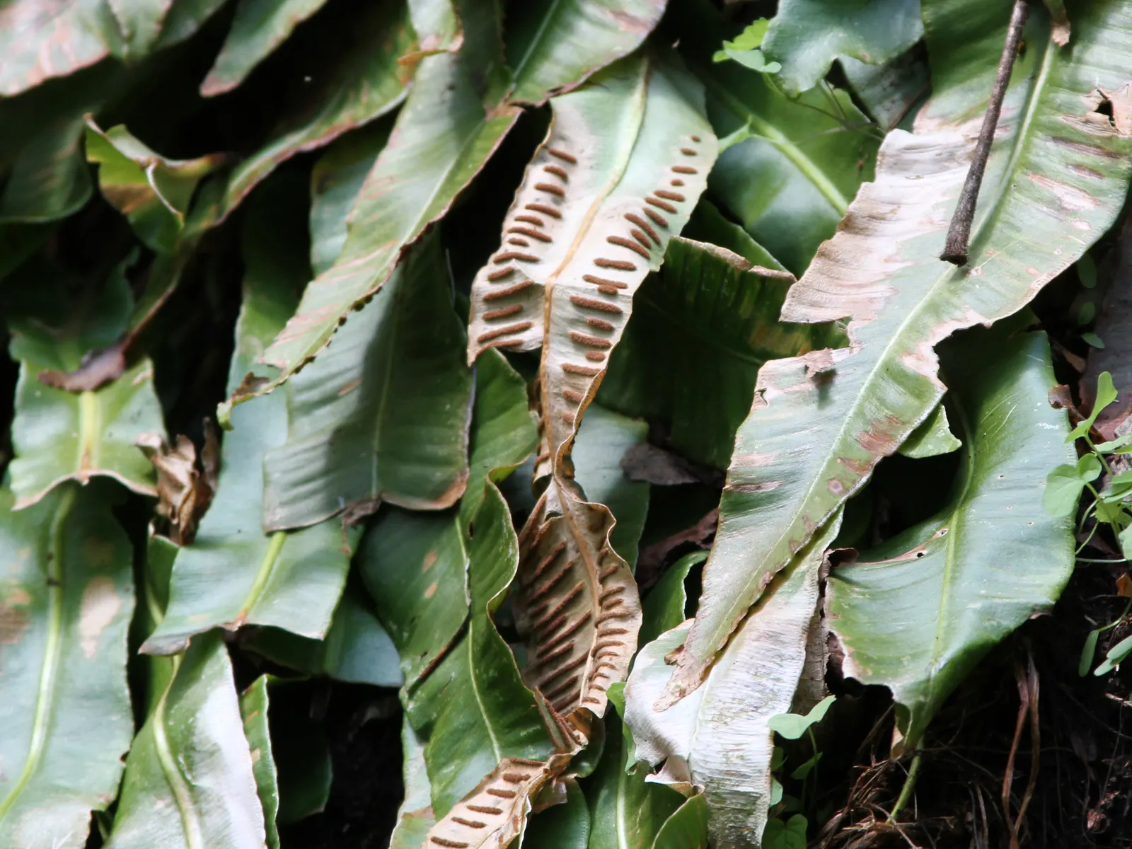 Hart's Tongue Fern (Asplenium Scolopendrium) — it prefers partial to full shade and moist; wavy-edged foliage adds texture and lush greenery to, image 130