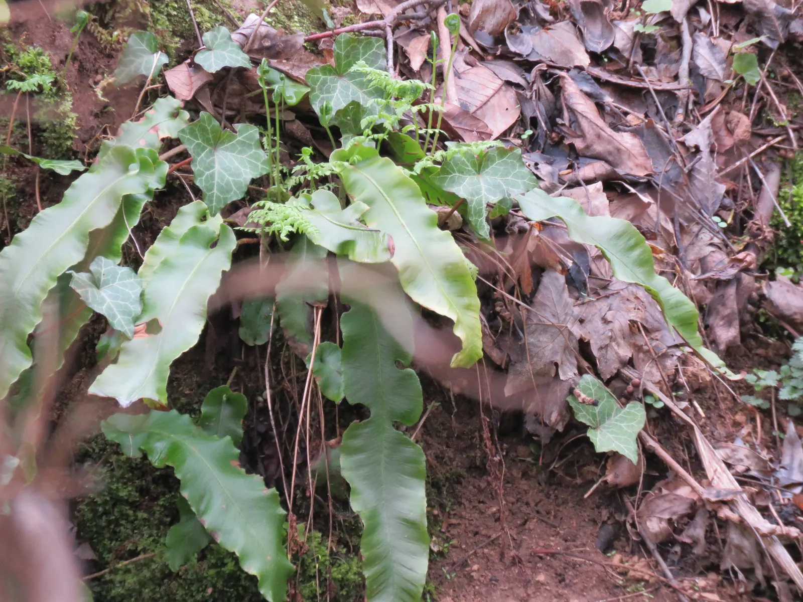 Hart's Tongue Fern (Asplenium Scolopendrium) — especially when planted against coarser ferns or as an accent in rock gardens; it prefers consistently moist