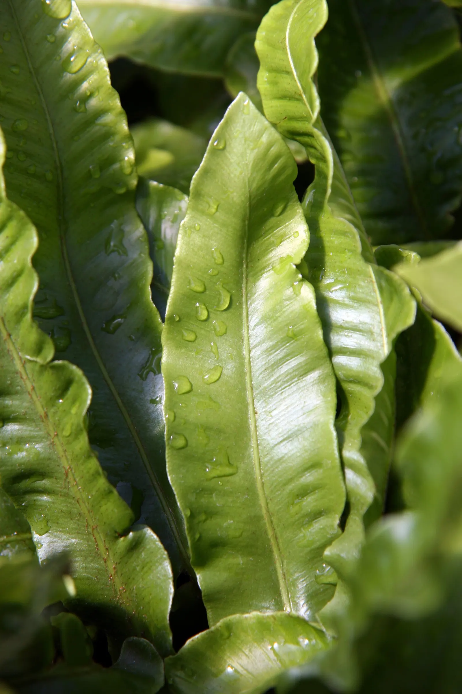 Hart's Tongue Fern (Asplenium Scolopendrium) — a feature contrasting with the more intricately divided leaves of most other fern species, image 163