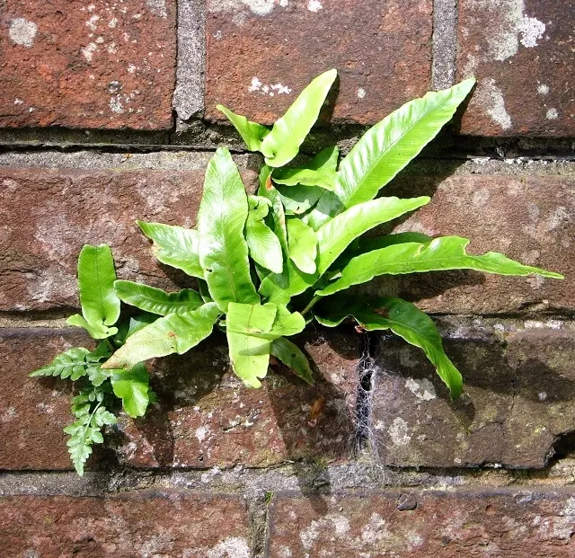 Hart's Tongue Fern (Asplenium Scolopendrium) — especially when planted against coarser ferns or as an accent in rock gardens; it prefers, image 96