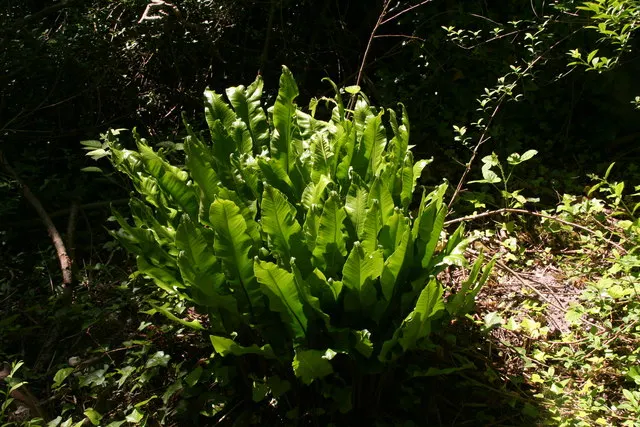 Hart's Tongue Fern (Asplenium Scolopendrium) — appreciated for its distinctive; scolopendrium apart are its fronds - simple and undivided, image 102