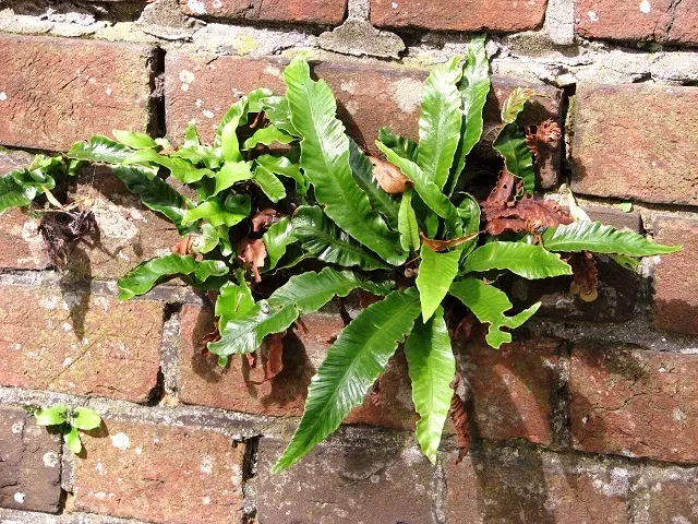 Hart's Tongue Fern (Asplenium Scolopendrium) — It prefers consistently moist, but not soggy, soil with good drainage and a slightly alkaline pH; it, image 119