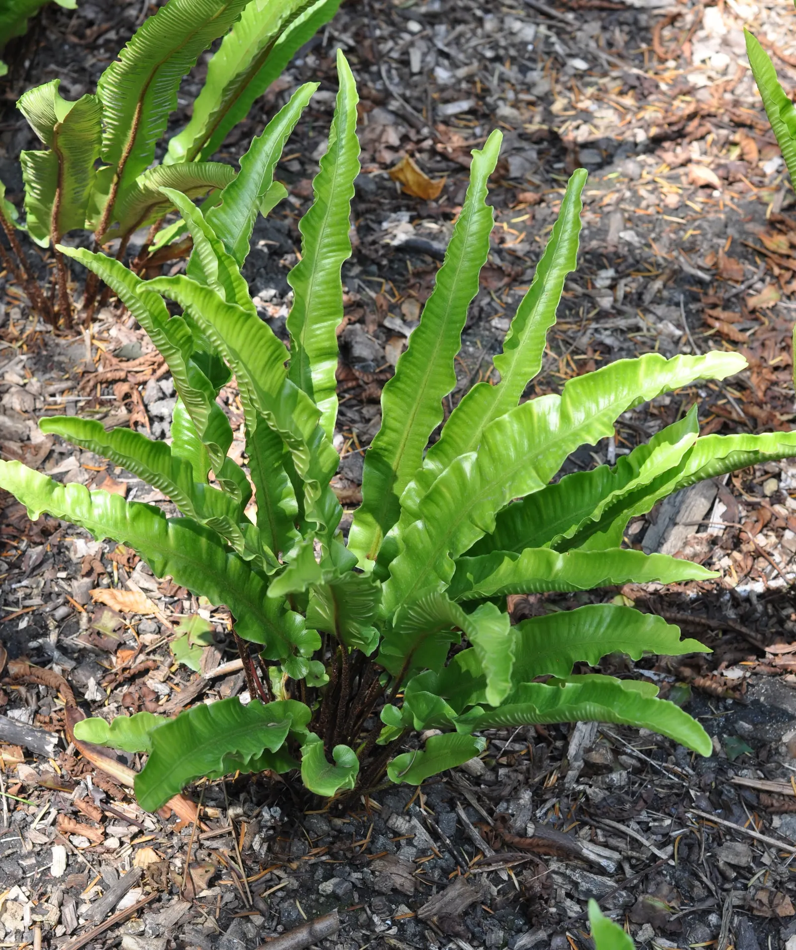 Hart's Tongue Fern (Asplenium Scolopendrium) — well-drained soil with a neutral to alkaline pH; along the back of each mature frond, image 156