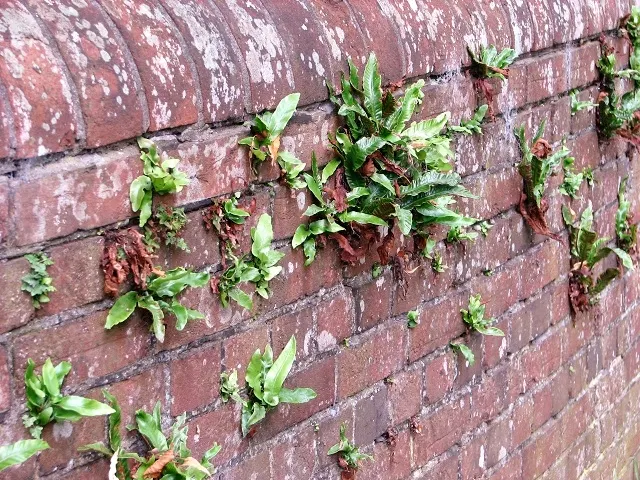 Hart's Tongue Fern (Asplenium Scolopendrium) — typically reaching lengths of 10 to 18 inches; <br><br>Hart's Tongue Fern favors USDA Hardiness, image 160