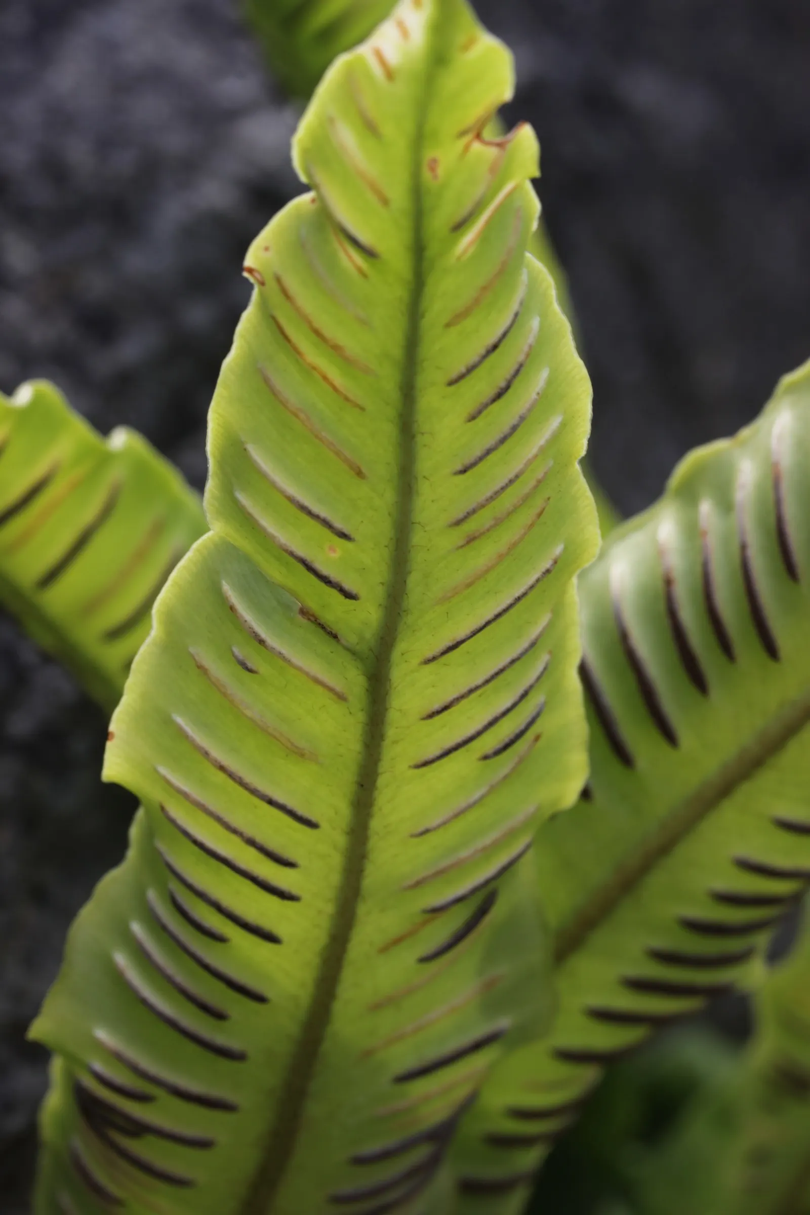 Hart's Tongue Fern (Asplenium Scolopendrium) — scolopendrium as an ornamental candidate for shaded borders; sori form a herringbone pattern, image 174