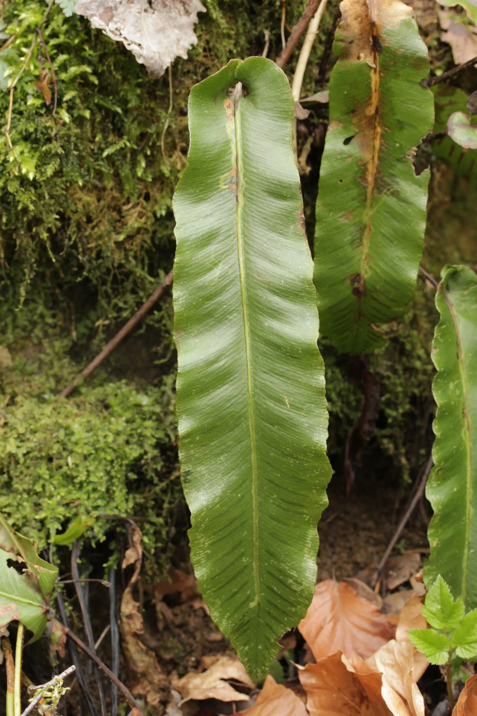 Hart's Tongue Fern (Asplenium Scolopendrium) — Incorporating this fern into a landscape provides exceptional textural contrast; they boast a, image 145