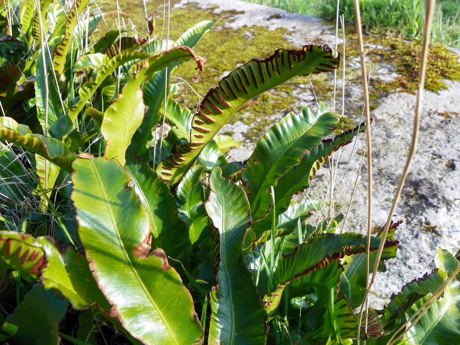 Hart's Tongue Fern (Asplenium Scolopendrium) — Thriving in USDA zones 5-8; fern for deep shade or half or shade, image 154