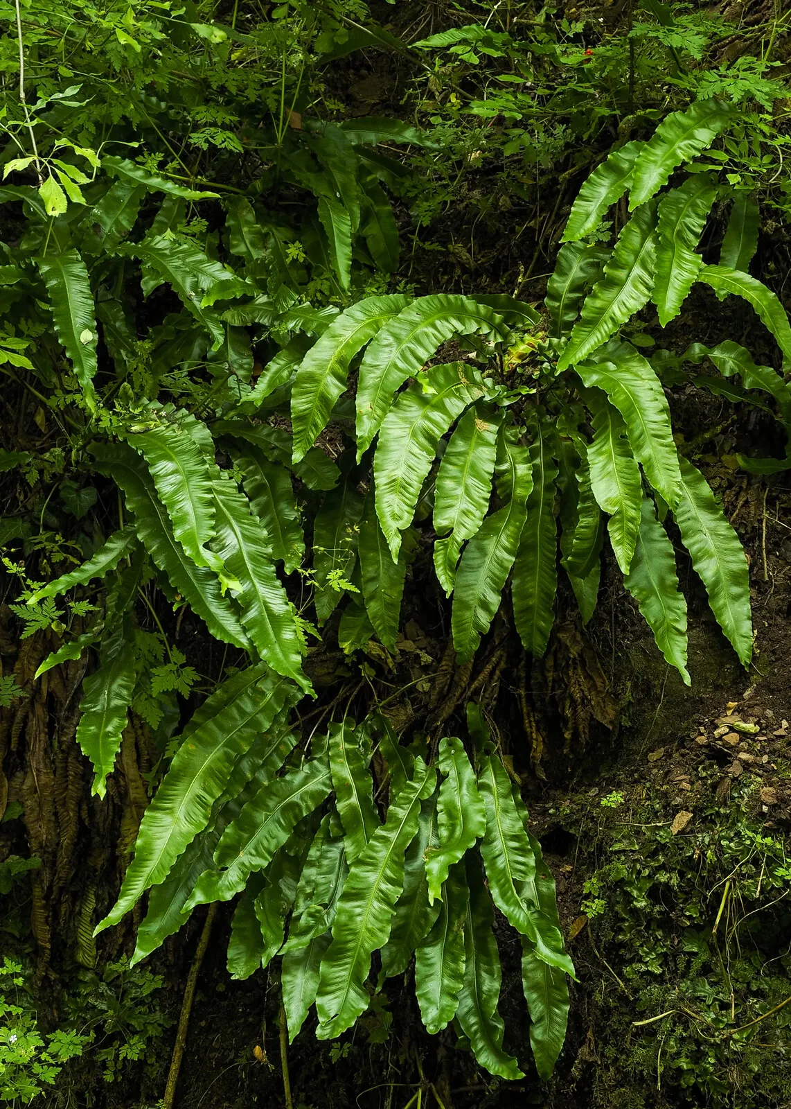 Hart's Tongue Fern (Asplenium Scolopendrium) — <br><br>Hart's Tongue Fern favors USDA Hardiness Zones 5 through 8 and thrives in partial to full, image 117
