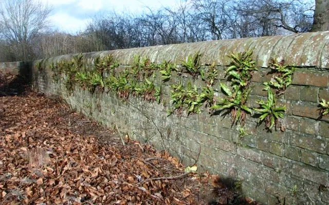 Hart's Tongue Fern (Asplenium Scolopendrium) — sori form a herringbone pattern; appreciated for its distinctive, image 115