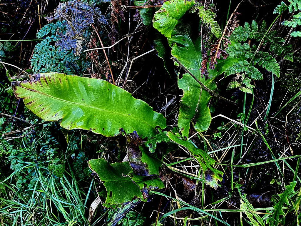 Hart's Tongue Fern (Asplenium Scolopendrium) — sori form a herringbone pattern