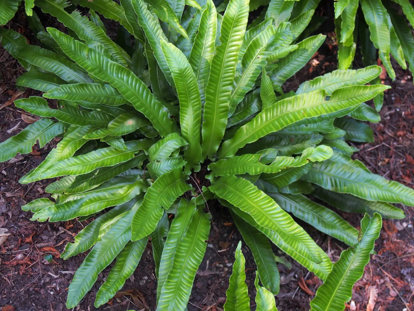 Hart's Tongue Fern (Asplenium Scolopendrium) — well-drained soil with a neutral to alkaline pH; along the back of each mature frond
