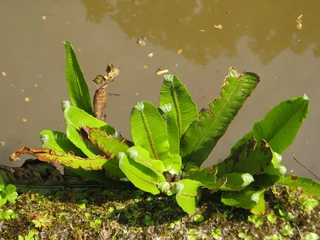 Hart's Tongue Fern (Asplenium Scolopendrium) — strap-like fronds that can reach 1-1.5 feet in length; requiring protection from harsh afternoon sun