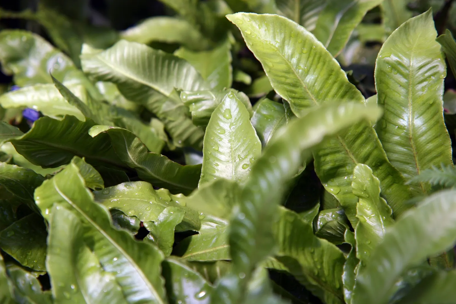 Hart's Tongue Fern (Asplenium Scolopendrium) — with only the removal of any tired or damaged fronds as needed; making it a striking choice for woodland