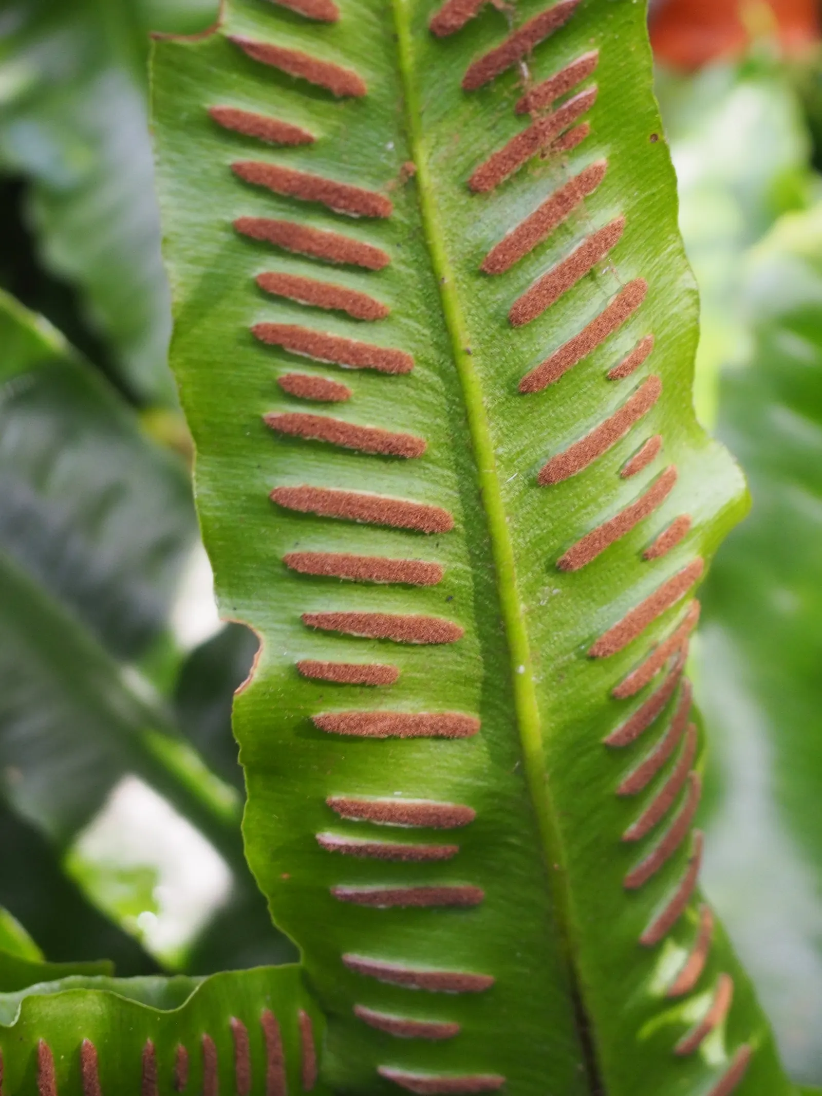 Hart's Tongue Fern (Asplenium Scolopendrium) — especially when planted against coarser ferns or as an accent in rock gardens