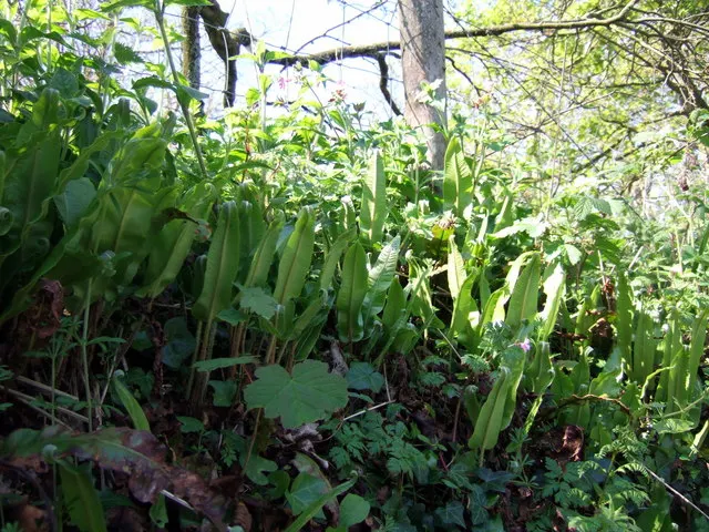 Hart's Tongue Fern (Asplenium Scolopendrium) — typically reaching lengths of 10 to 18 inches; <br><br>Hart's Tongue Fern favors USDA Hardiness Zones 5 through