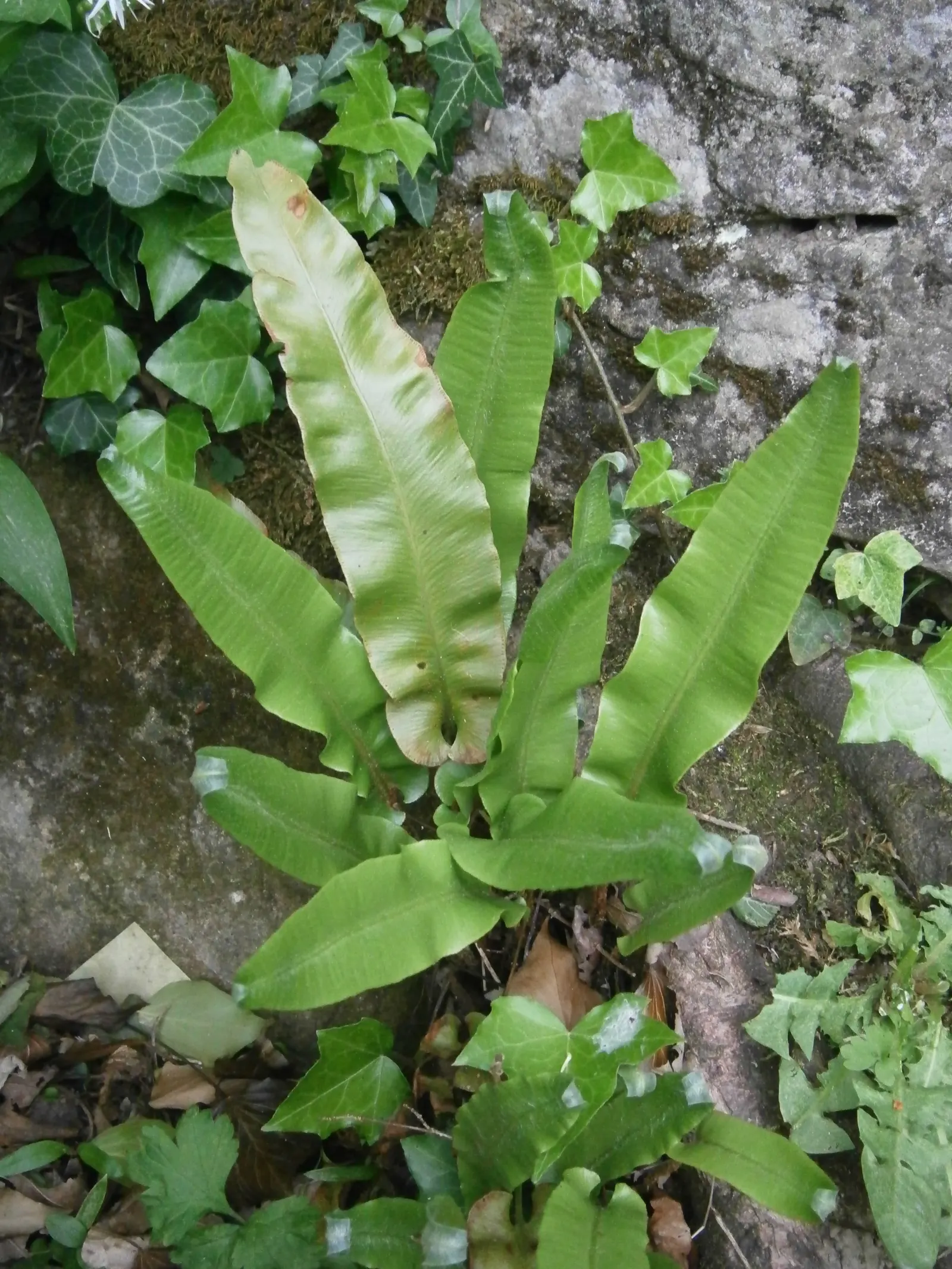 Hart's Tongue Fern (Asplenium Scolopendrium) — it prefers partial to full shade and moist; wavy-edged foliage adds texture and lush greenery to, image 105