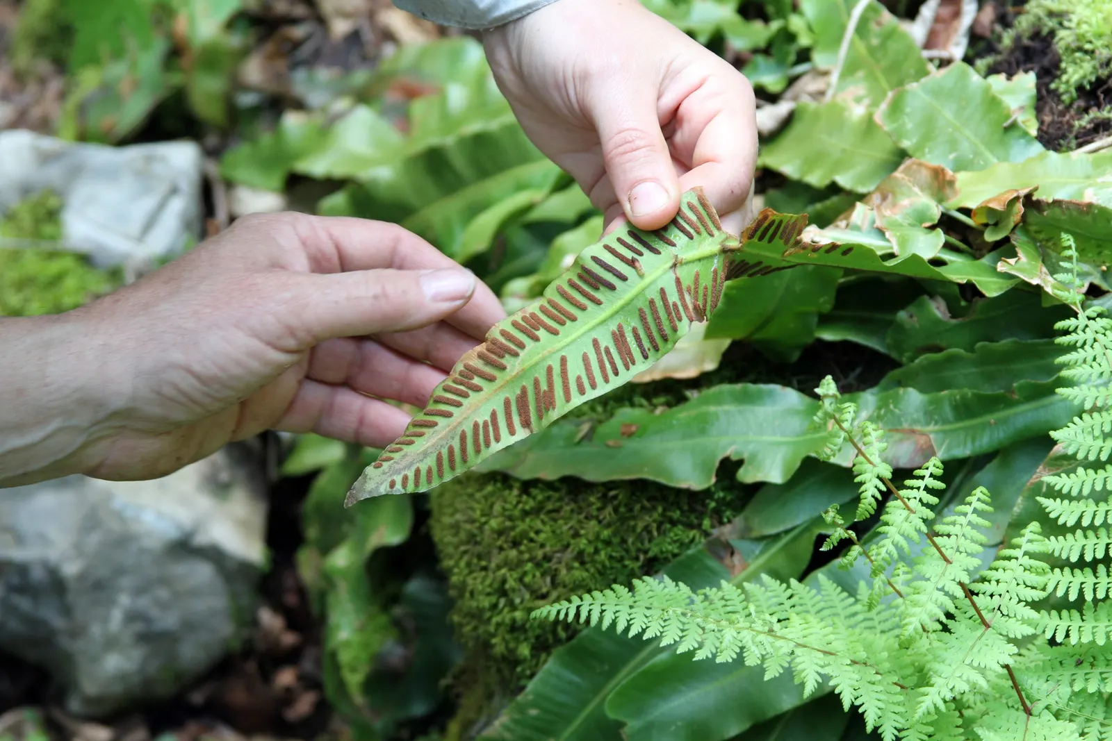 Hart's Tongue Fern (Asplenium Scolopendrium) — with only the removal of any tired or damaged fronds as needed; making it a striking choice for, image 148