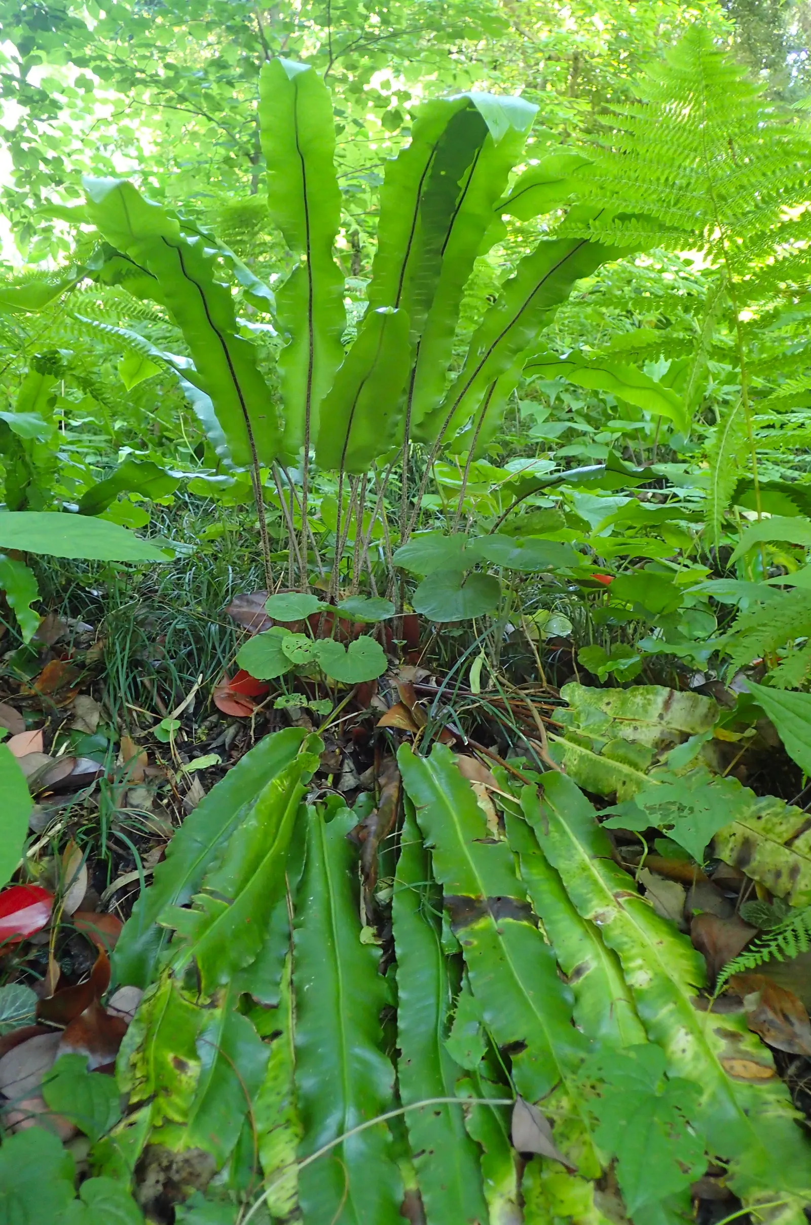 Hart's Tongue Fern (Asplenium Scolopendrium) — wavy-edged foliage adds texture and lush greenery to shaded gardens; especially when planted against, image 132