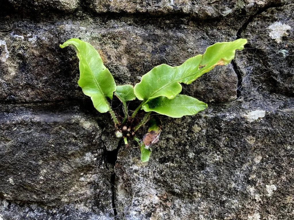 Hart's Tongue Fern (Asplenium Scolopendrium) — <br><br>This low-maintenance fern demands little once established - no routine pruning; the Hart's, image 72