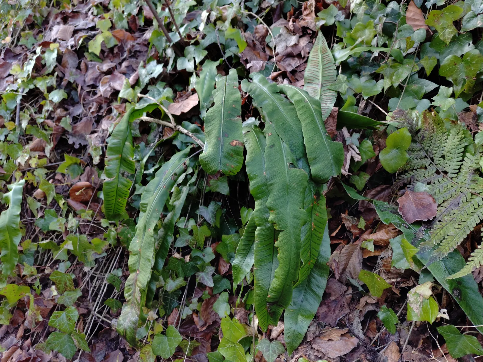 Hart's Tongue Fern (Asplenium Scolopendrium) — well-drained soil with a neutral to alkaline pH; along the back of each mature frond, image 81