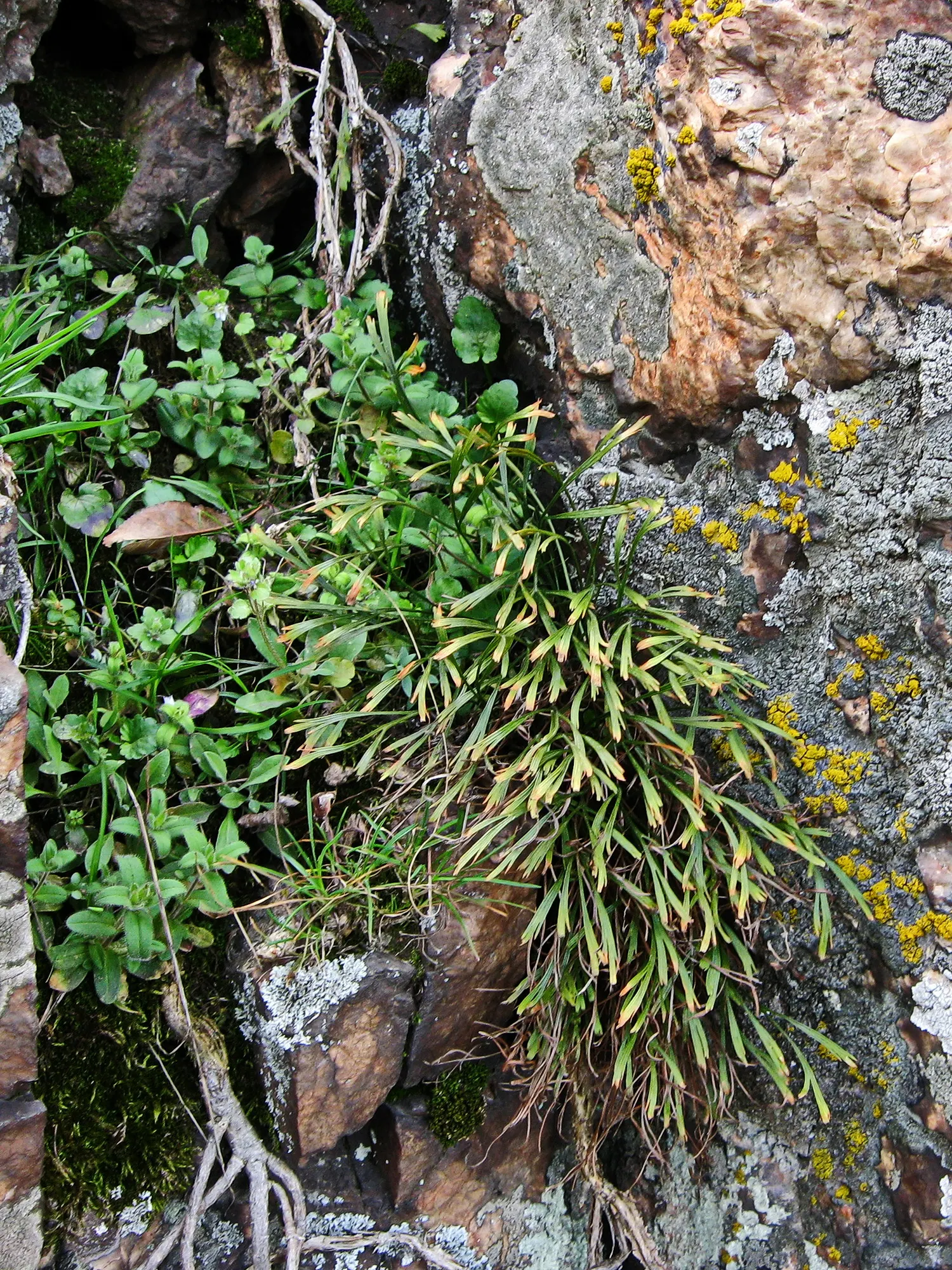 Hart's Tongue Fern (Asplenium Scolopendrium) — strap-like fronds that can reach 1-1.5 feet in length; requiring protection from harsh afternoon sun, image 78