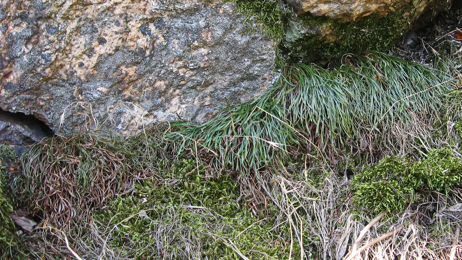 Hart's Tongue Fern (Asplenium Scolopendrium) — a feature contrasting with the more intricately divided leaves of most other fern species, image 38