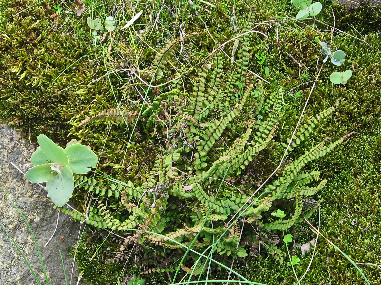 Hart's Tongue Fern (Asplenium Scolopendrium) — wavy-edged foliage adds texture and lush greenery to shaded gardens; especially when planted against, image 57