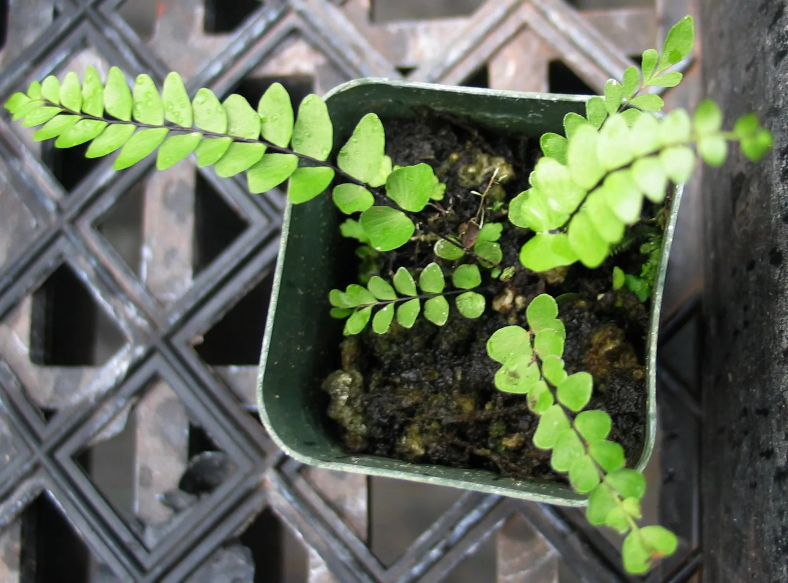 Hart's Tongue Fern (Asplenium Scolopendrium) — well-drained soil with a neutral to alkaline pH; along the back of each mature frond, image 131