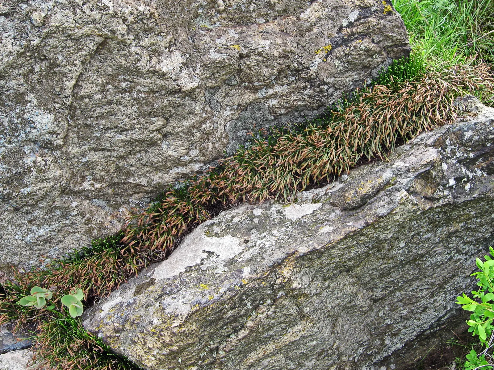 Hart's Tongue Fern (Asplenium Scolopendrium) — Incorporating this fern into a landscape provides exceptional textural contrast