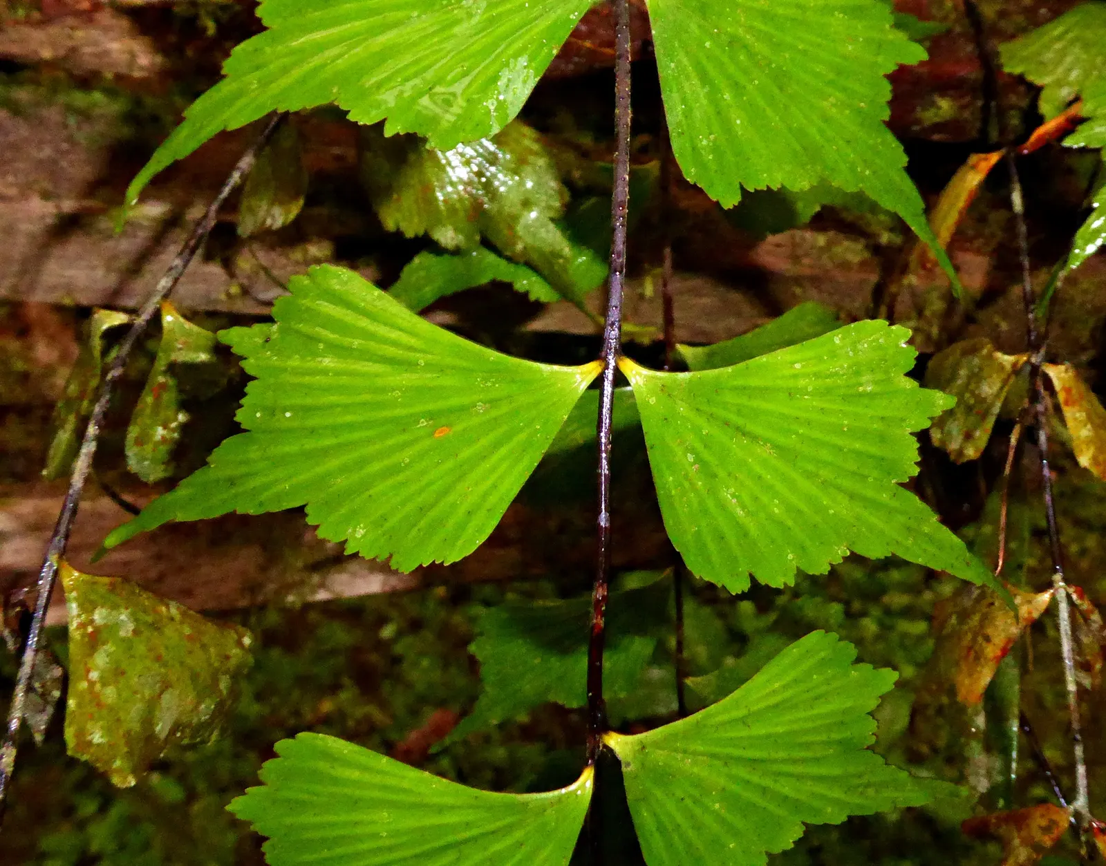 Hart's Tongue Fern (Asplenium Scolopendrium) — well-drained soil with a neutral to alkaline pH; along the back of each mature frond, image 106