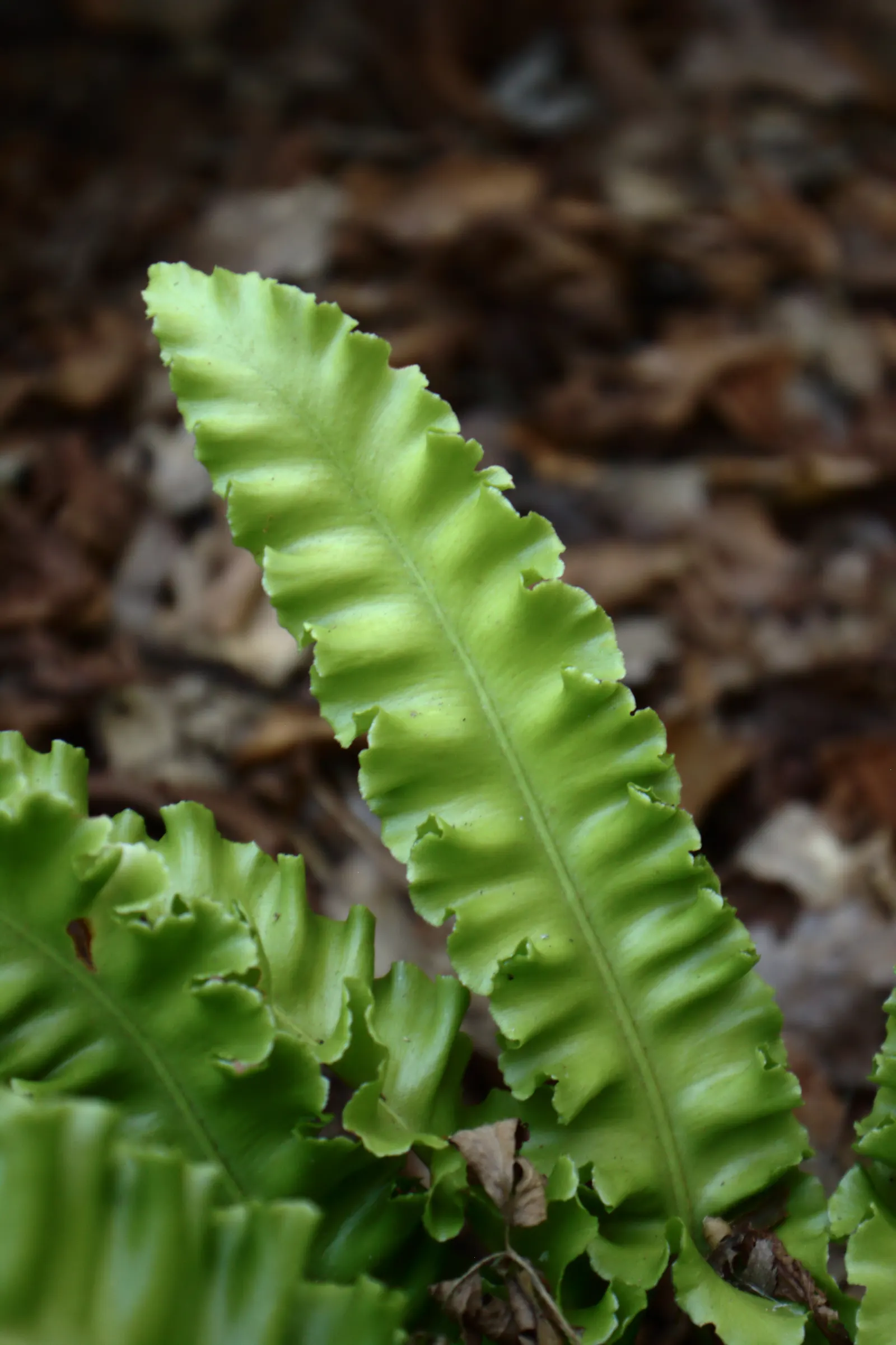 Hart's Tongue Fern (Asplenium Scolopendrium) — <br><br>Hart's Tongue Fern favors USDA Hardiness Zones 5 through 8 and thrives in partial to full, image 67