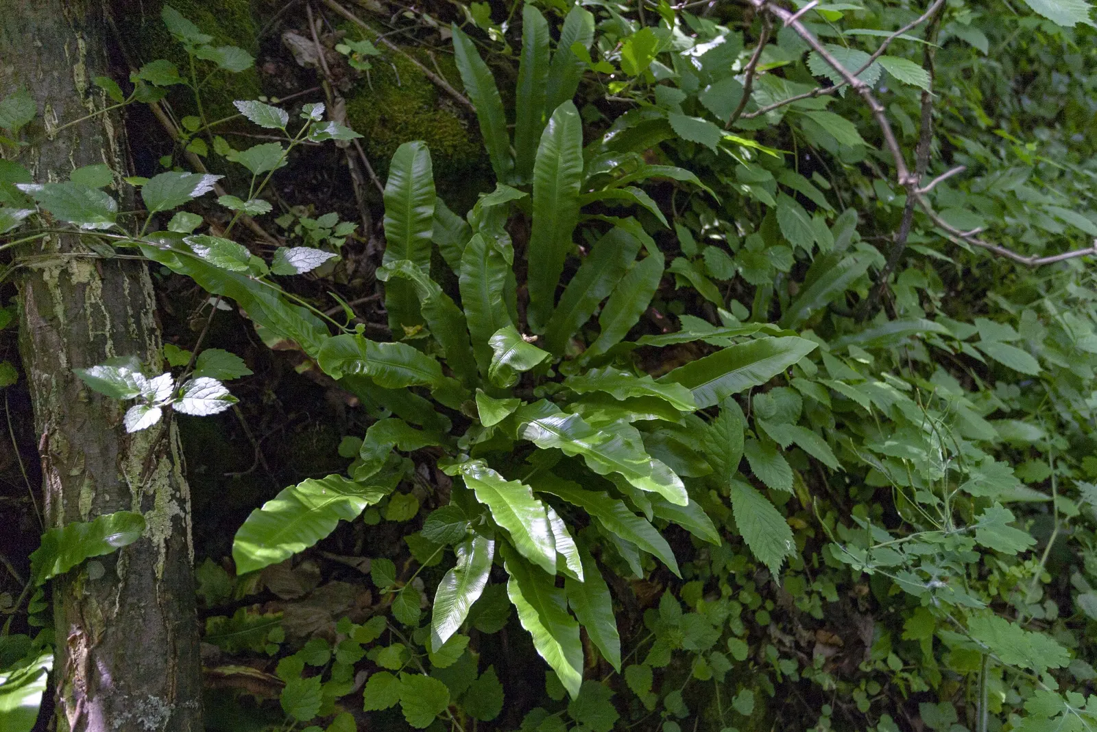 Hart's Tongue Fern (Asplenium Scolopendrium) — with only the removal of any tired or damaged fronds as needed