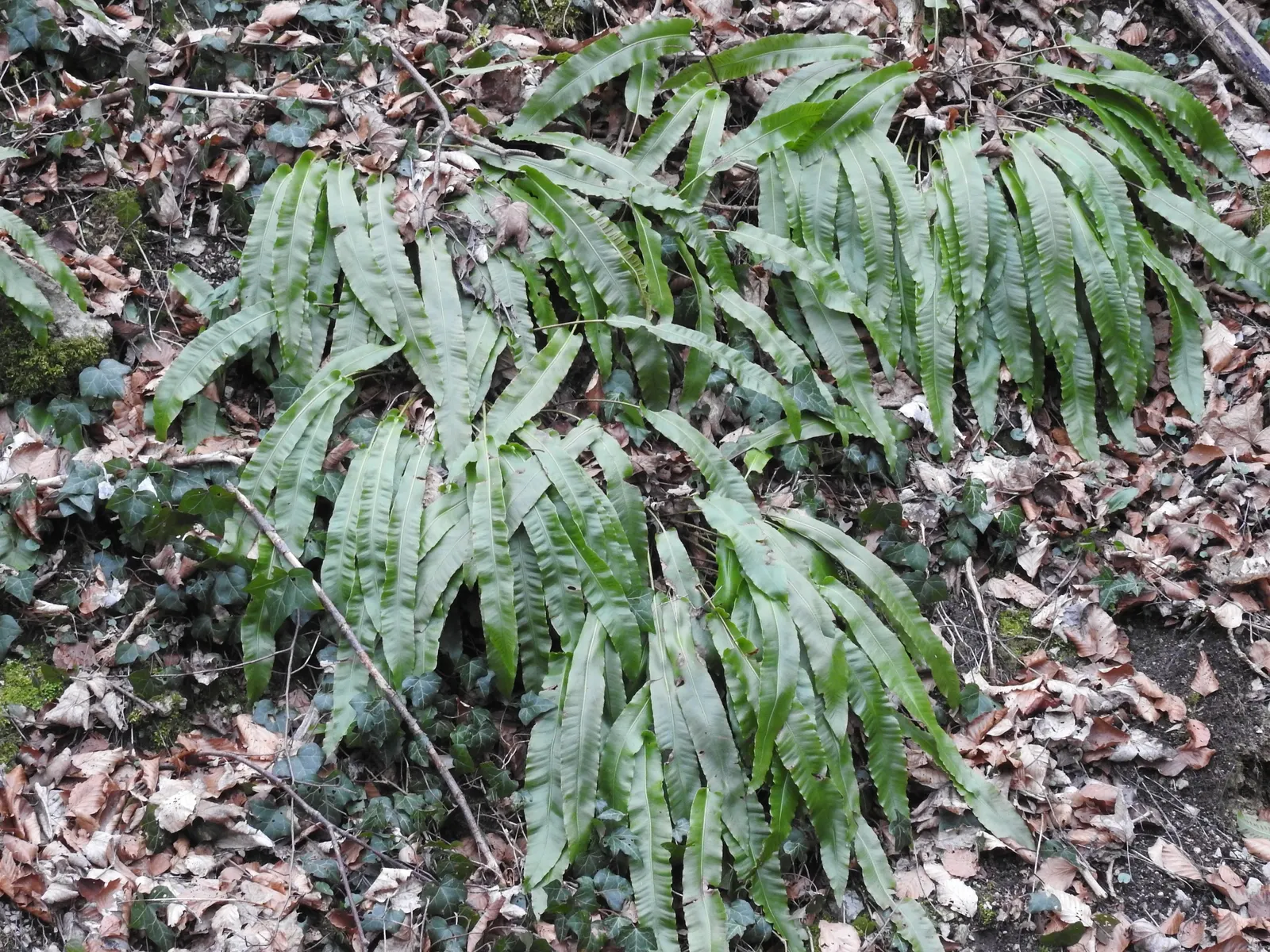 Hart's Tongue Fern (Asplenium Scolopendrium) — scolopendrium as an ornamental candidate for shaded borders; sori form a herringbone pattern