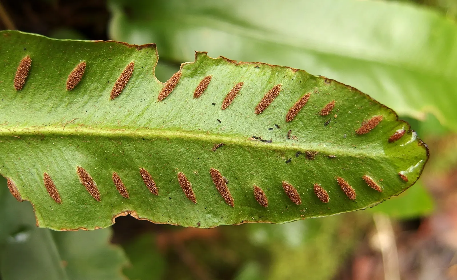 Hart's Tongue Fern (Asplenium Scolopendrium) — The Hart's Tongue Fern (Asplenium scolopendrium) is an evergreen perennial fern