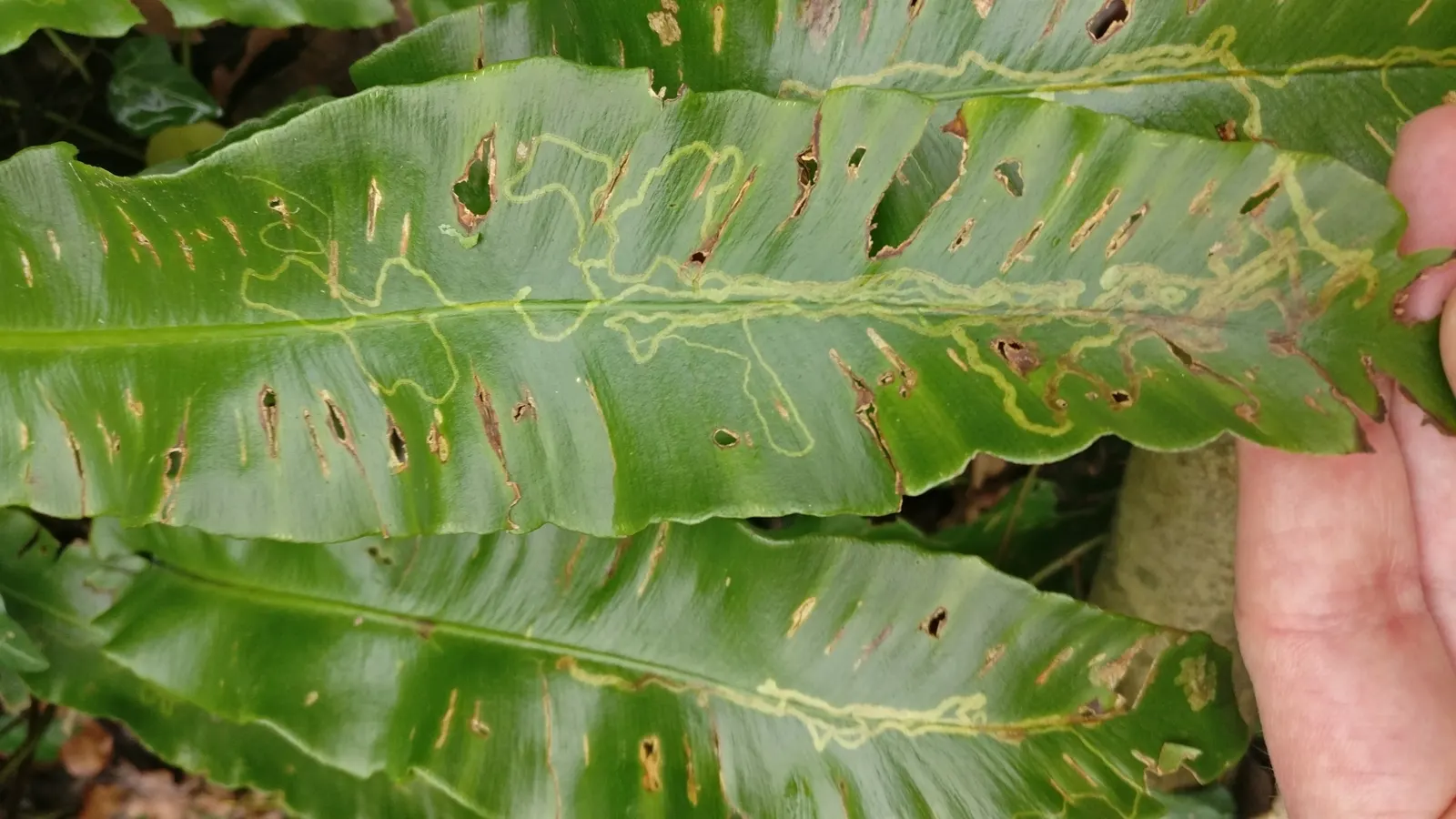 Hart's Tongue Fern (Asplenium Scolopendrium) — making it a striking choice for woodland settings and rock gardens; strap-like fronds that can reach, image 133