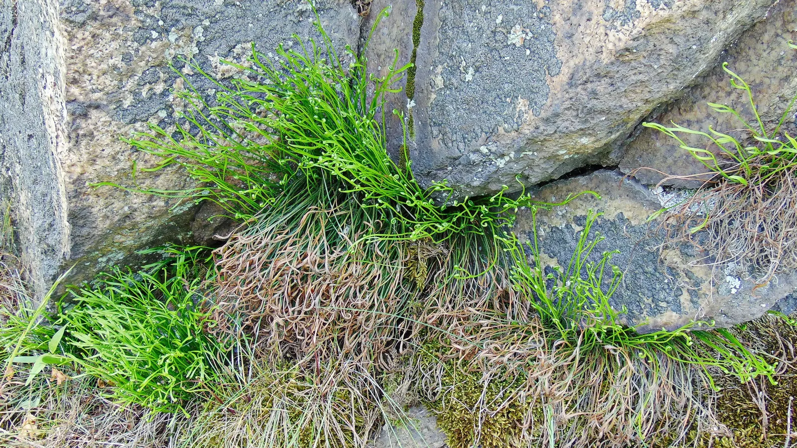 Hart's Tongue Fern (Asplenium Scolopendrium) — fern for deep shade or half or shade; <br><br>This low-maintenance fern demands little once, image 75