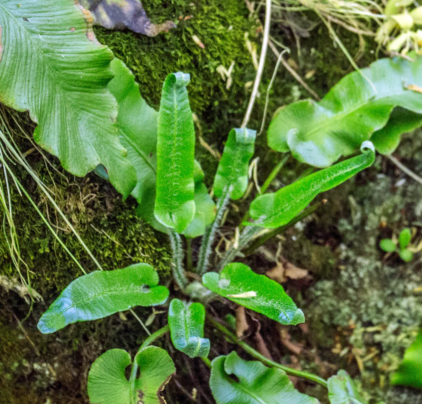 Hart's Tongue Fern (Asplenium Scolopendrium) — with only the removal of any tired or damaged fronds as needed; making it a striking choice for, image 173