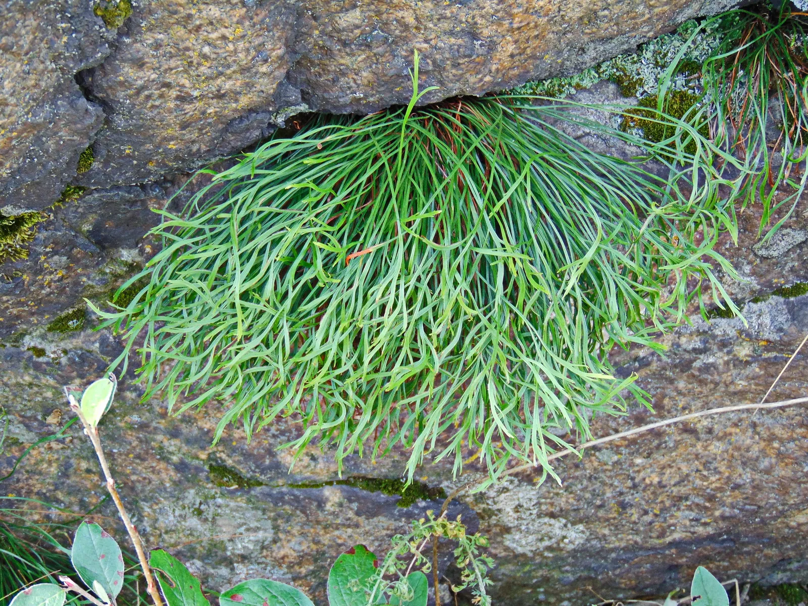 Hart's Tongue Fern (Asplenium Scolopendrium) — Incorporating this fern into a landscape provides exceptional textural contrast; they boast a, image 170