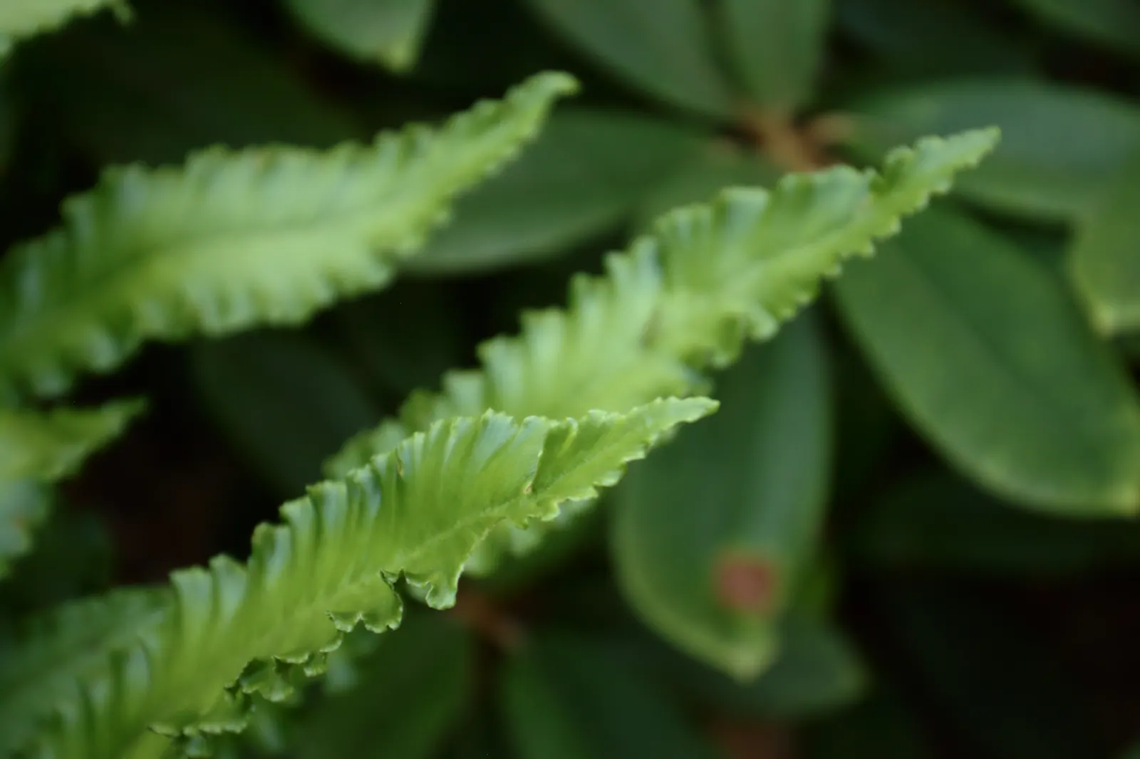 Hart's Tongue Fern (Asplenium Scolopendrium) — wavy-edged foliage adds texture and lush greenery to shaded gardens