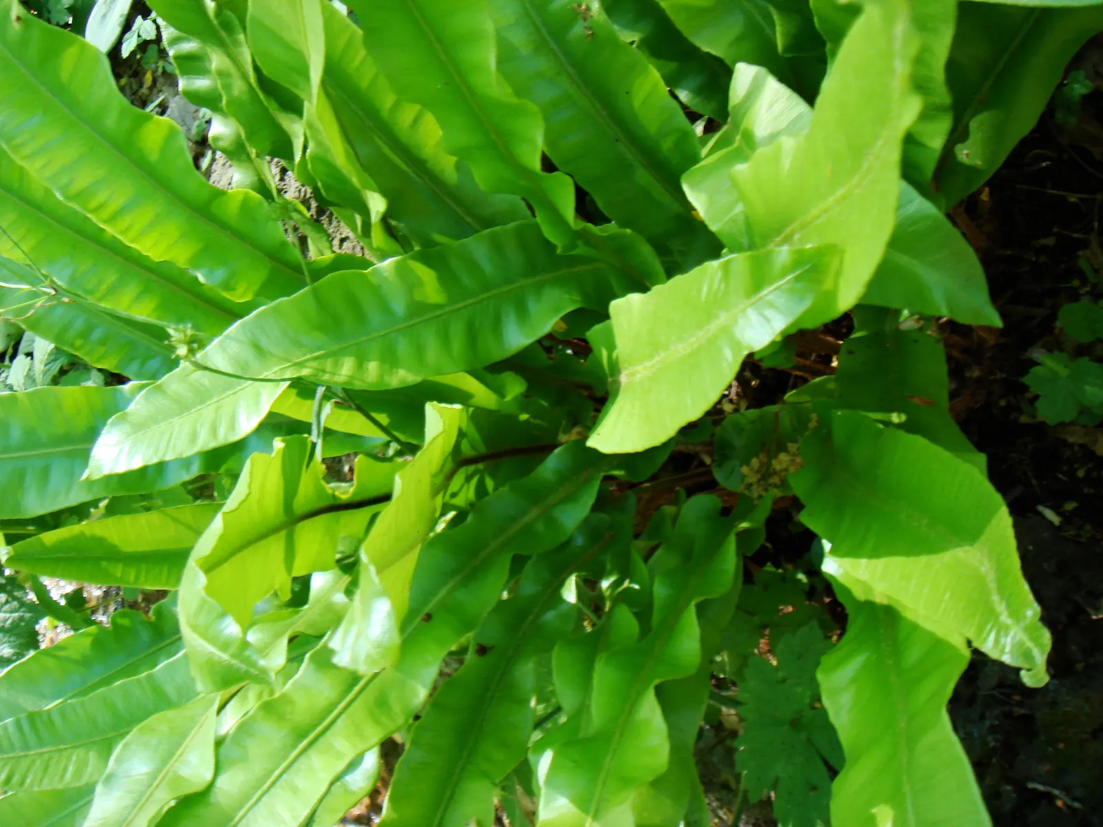 Hart's Tongue Fern (Asplenium Scolopendrium) — appreciated for its distinctive; scolopendrium apart are its fronds - simple and undivided, image 127