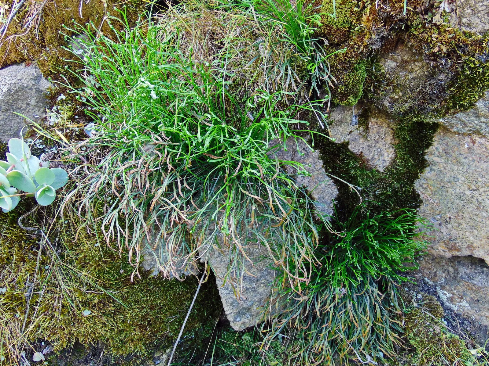 Hart's Tongue Fern (Asplenium Scolopendrium) — glossy fronds splay outwards like green tongues; typically reaching lengths of 10 to 18 inches, image 159
