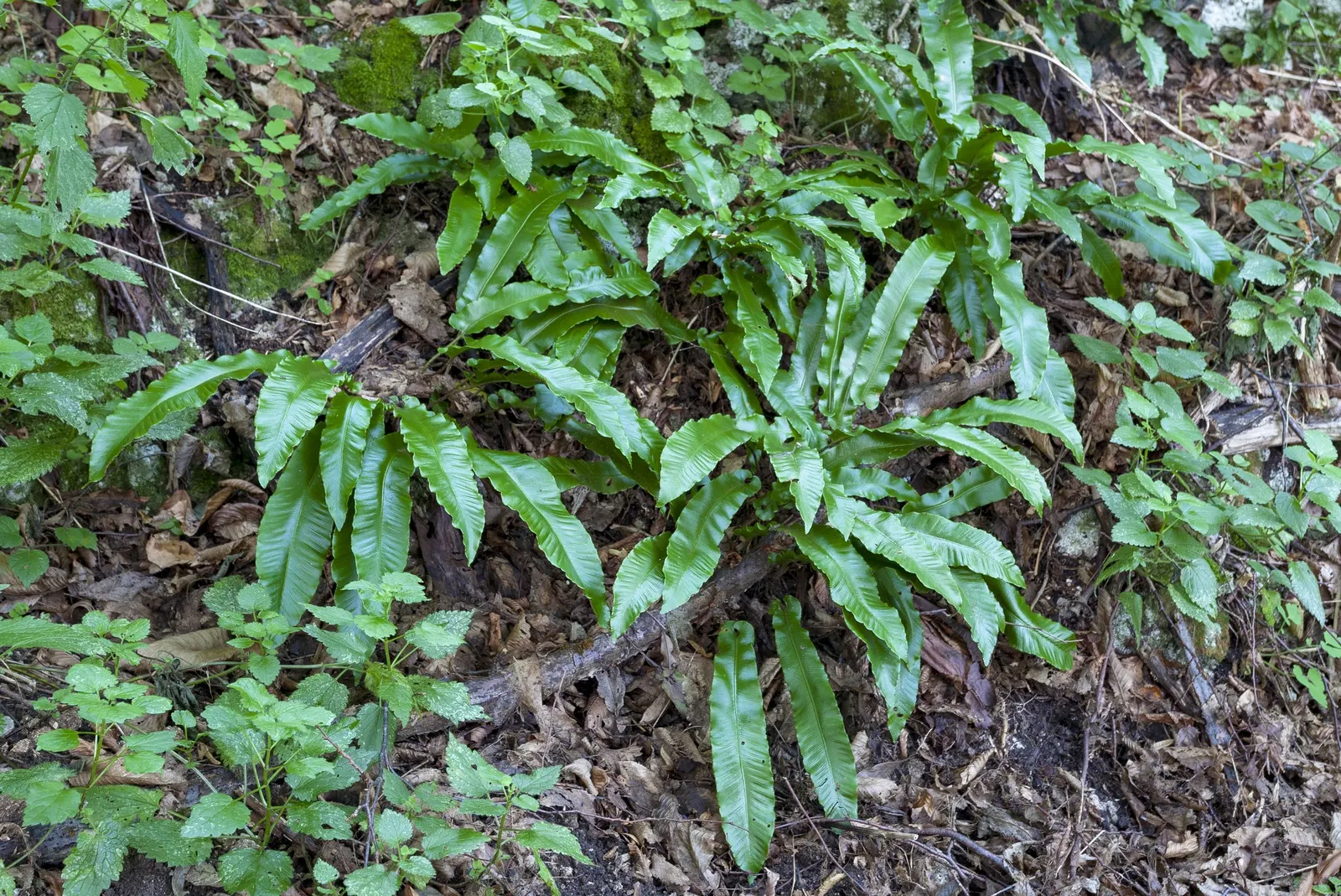 Hart's Tongue Fern (Asplenium Scolopendrium) — making it a striking choice for woodland settings and rock gardens; strap-like fronds that can reach, image 158