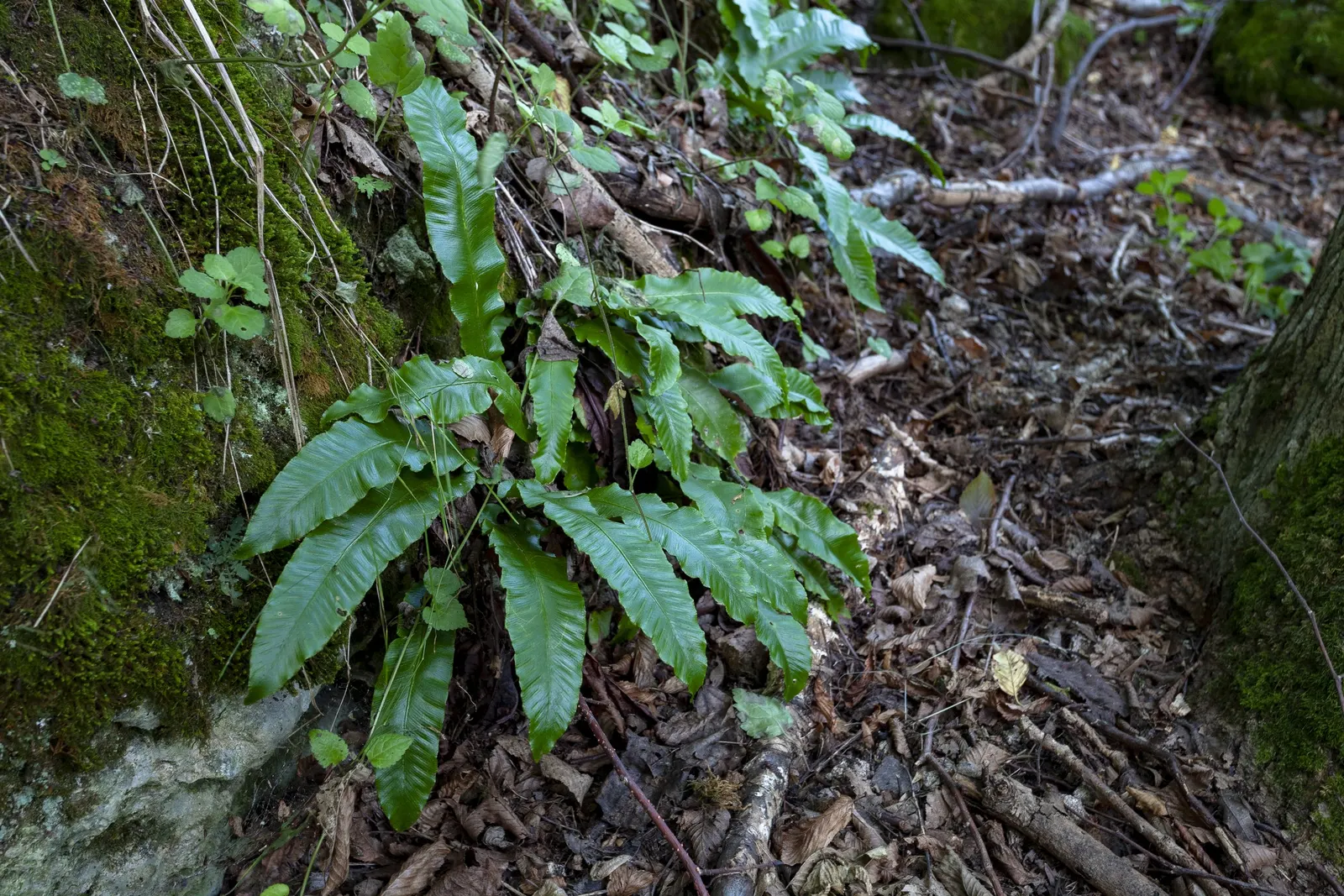 Hart's Tongue Fern (Asplenium Scolopendrium) — scolopendrium apart are its fronds - simple and undivided; scolopendrium as an ornamental candidate, image 161