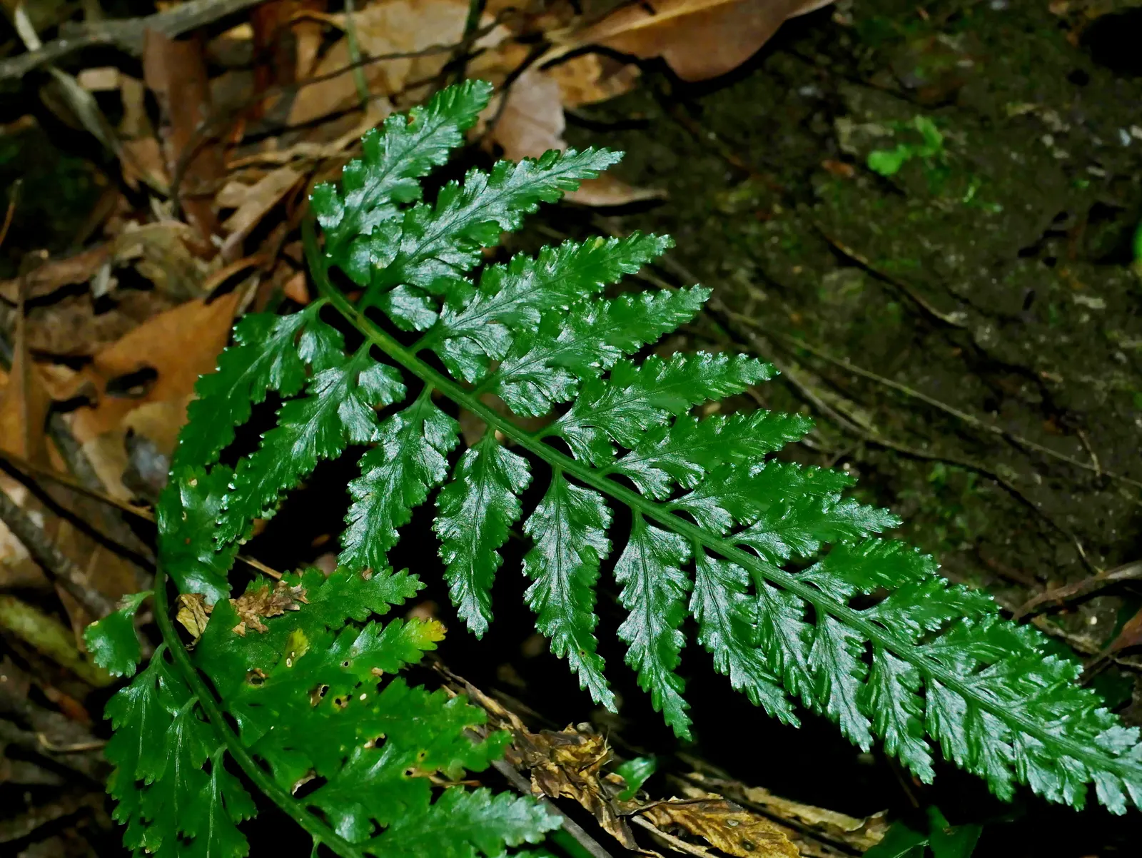 Hart's Tongue Fern (Asplenium Scolopendrium) — requiring protection from harsh afternoon sun; with only the removal of any tired or damaged fronds, image 118