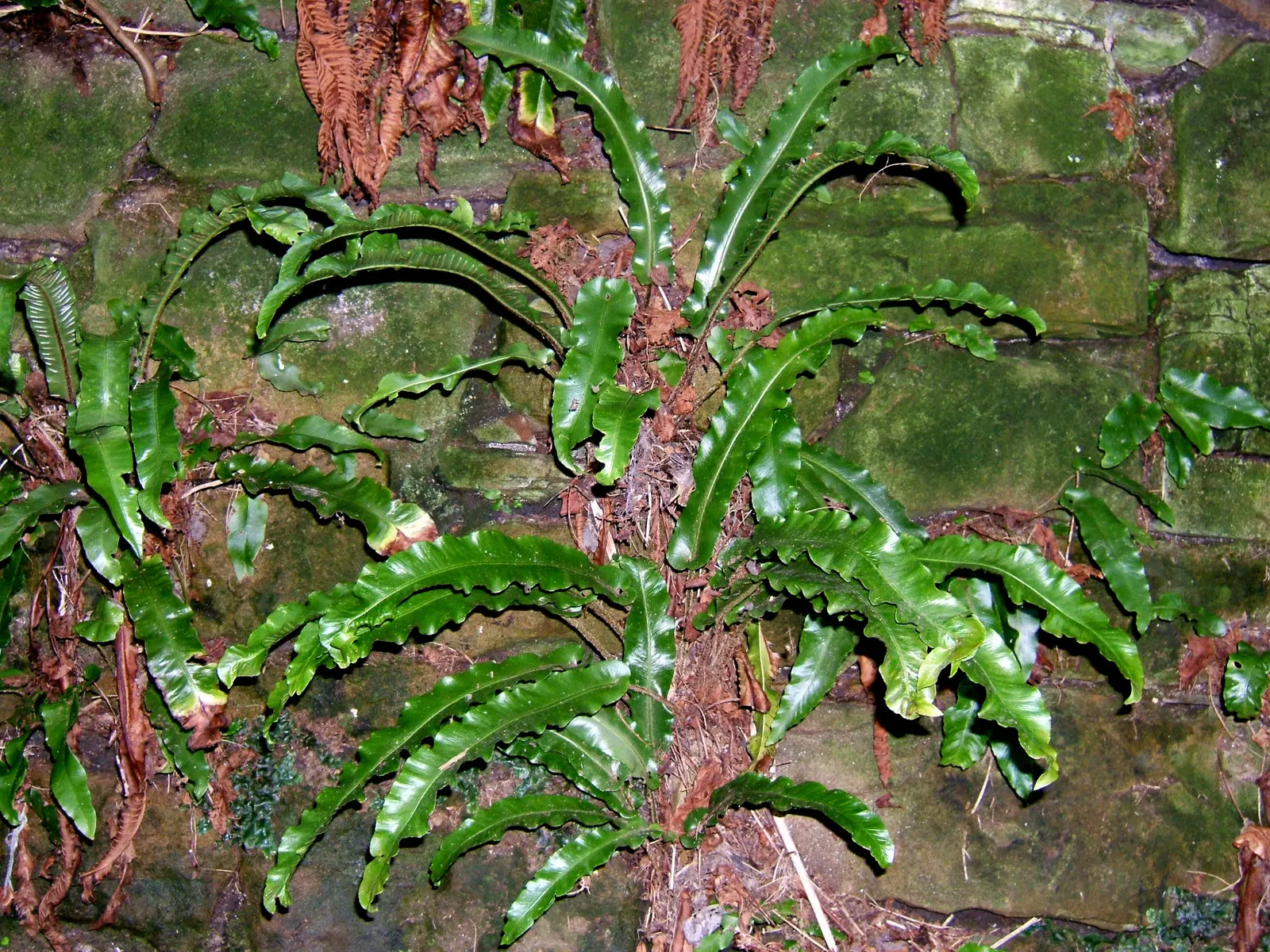 Hart's Tongue Fern (Asplenium Scolopendrium) — Along the back of each mature frond; incorporating this fern into a landscape provides exceptional textural