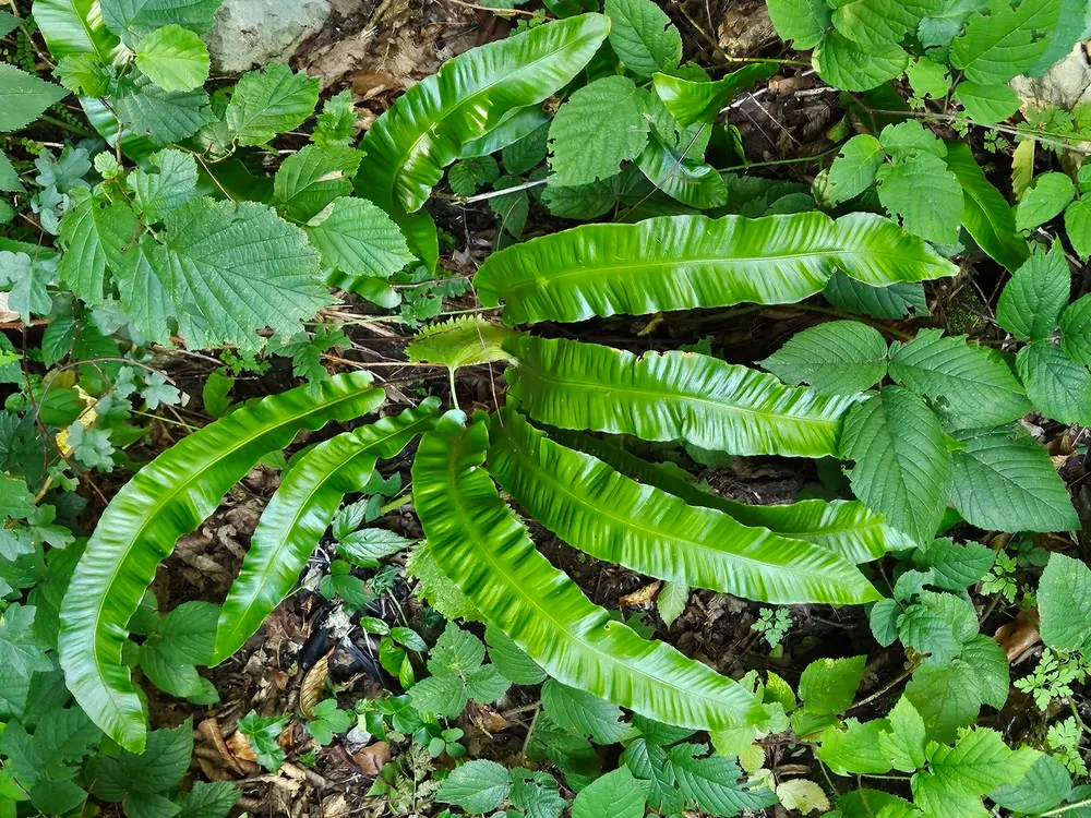 Hart's Tongue Fern (Asplenium Scolopendrium) — fern for deep shade or half or shade