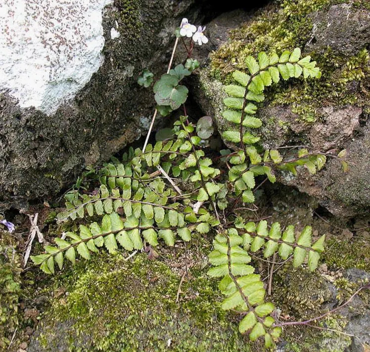 Hart's Tongue Fern (Asplenium Scolopendrium) — a feature contrasting with the more intricately divided leaves of most other fern species