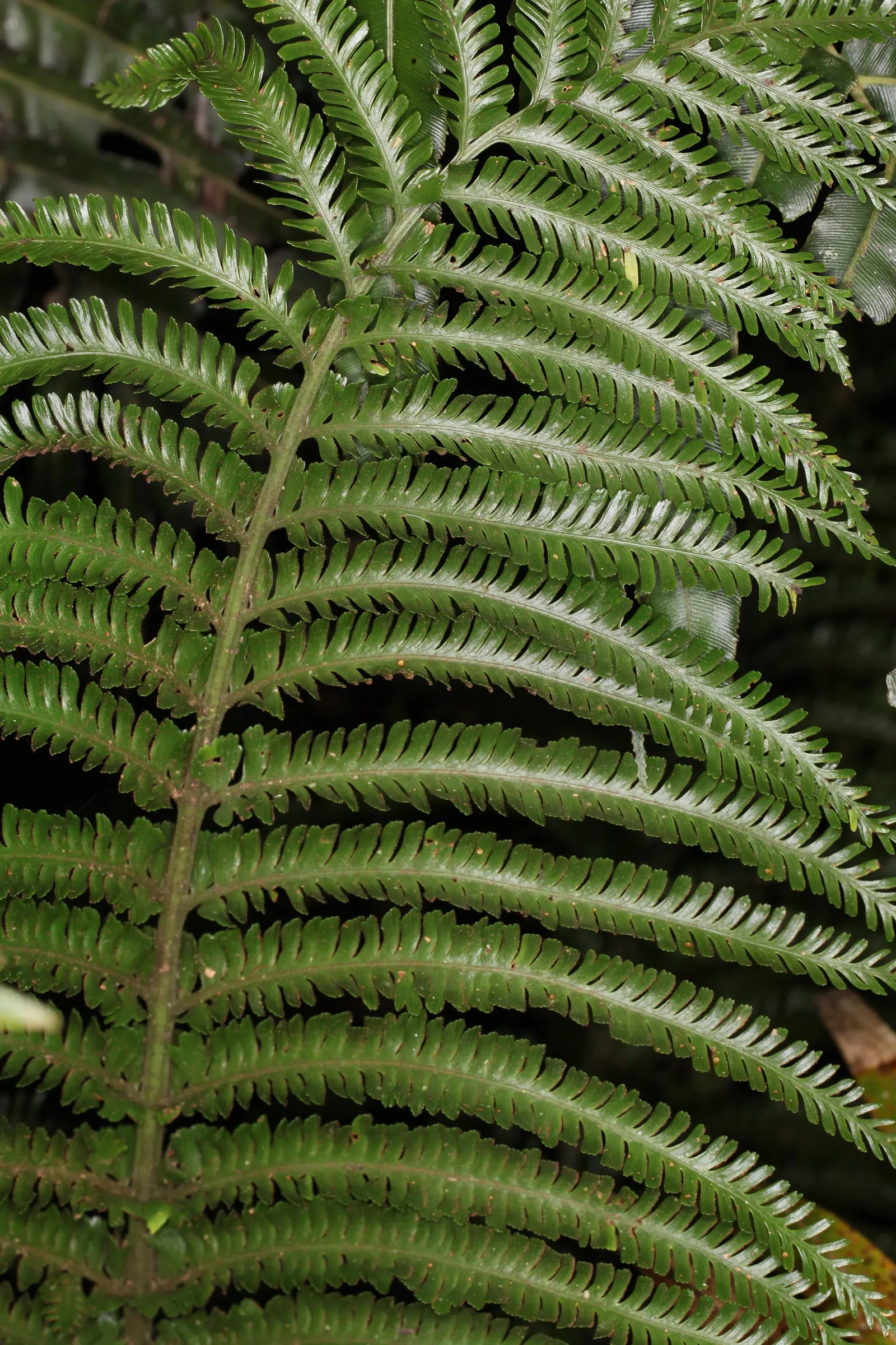 Hart's Tongue Fern (Asplenium Scolopendrium) — giving rise to spores that facilitate the propagation of the plant; glossy fronds splay outwards, image 141