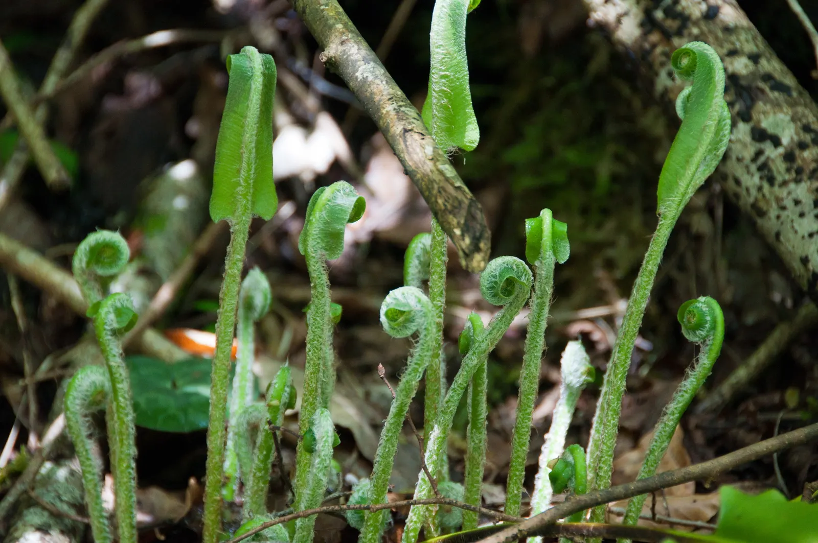 Hart's Tongue Fern (Asplenium Scolopendrium) — Incorporating this fern into a landscape provides exceptional textural contrast; they boast a, image 70