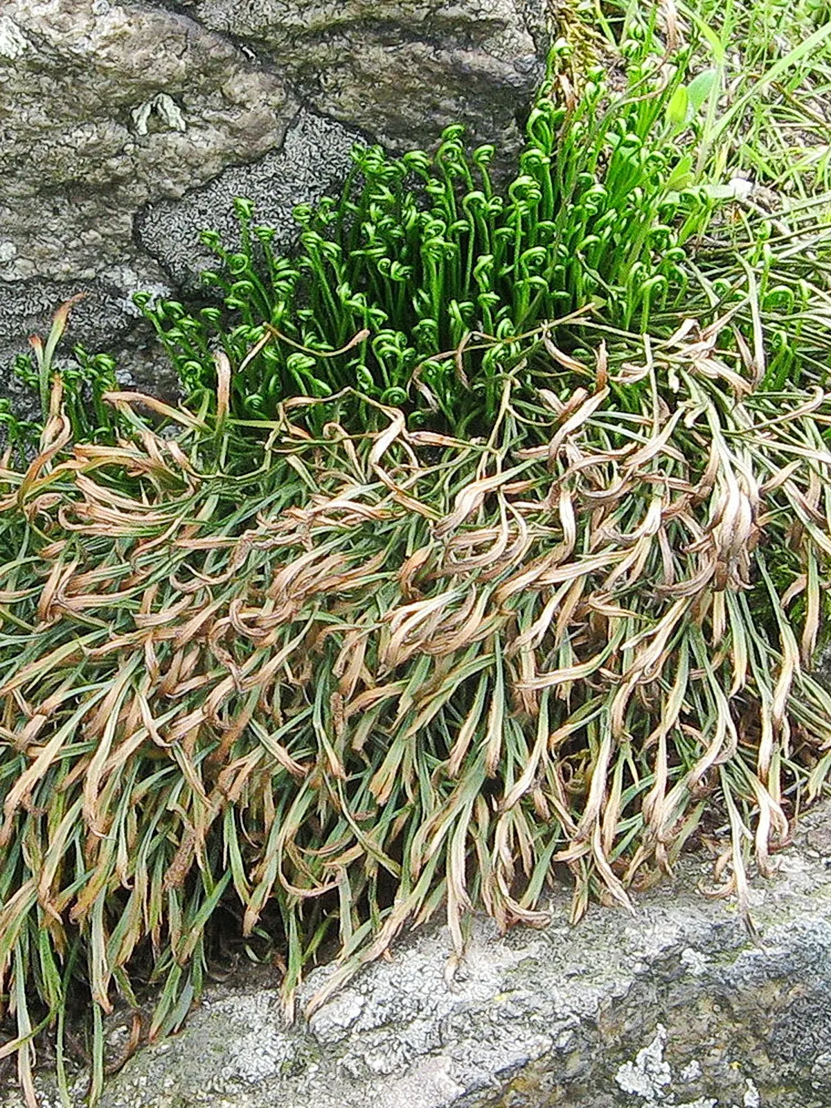 Hart's Tongue Fern (Asplenium Scolopendrium) — requiring protection from harsh afternoon sun; with only the removal of any tired or damaged fronds, image 168